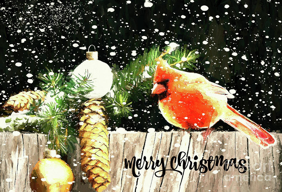 Merry Christmas Cardinal Bird Digital Art by Tina LeCour Merry Christmas Cardinal Bird Digital Art by Tina LeCour