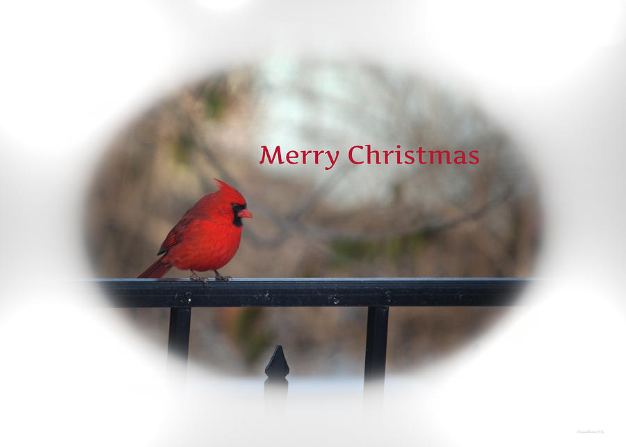 Merry Christmas Cardinal Photograph by Diane Lindon Coy