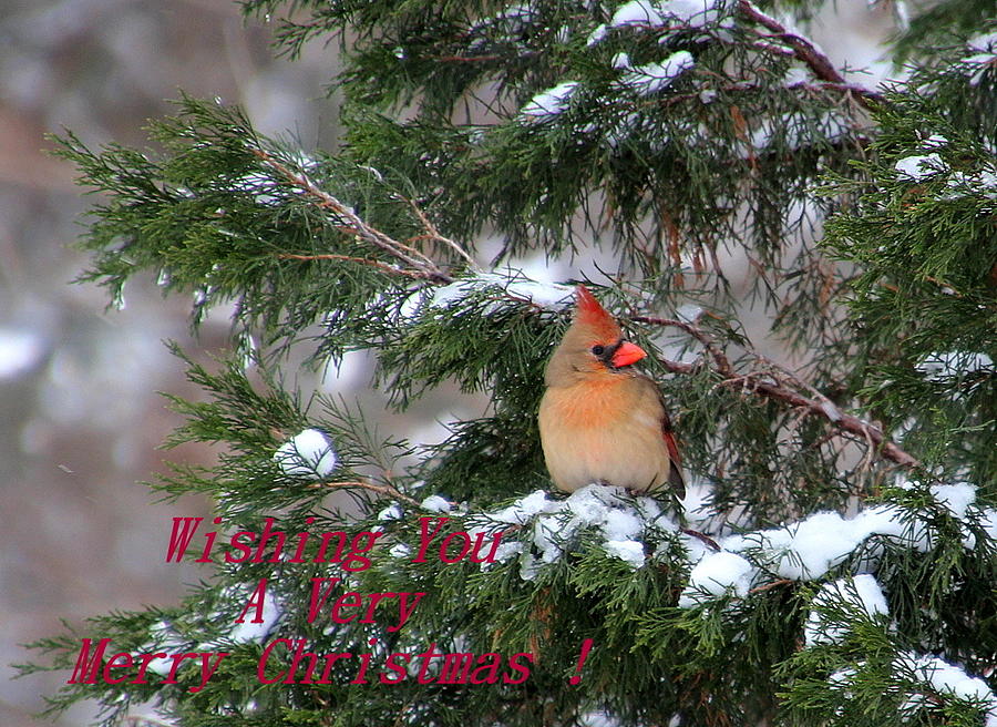 Winter Photograph - Merry Christmas Cardinal by Rosanne Jordan