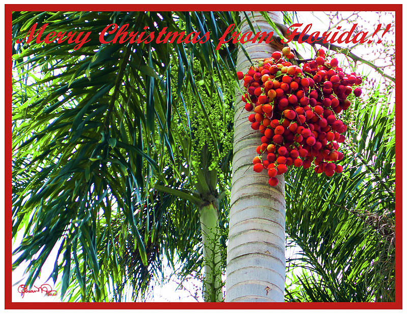Merry Christmas from Florida Photograph by Susan Molnar