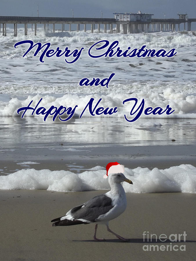 Merry Christmas Happy New Year Seagull Photograph