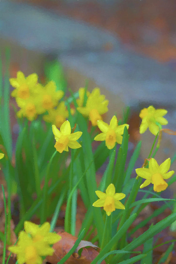 Merry Spring Daffodils Photograph by Kathy Clark