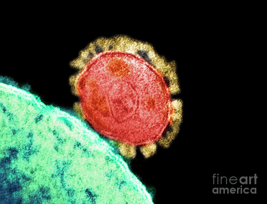 Mers Coronavirus Photograph by Niaid/national Institutes Of Health/science Photo Library