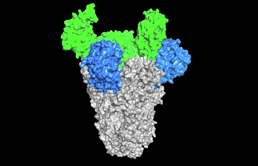 Mers-cov, Spike Protein Photograph by Science Source | Fine Art America