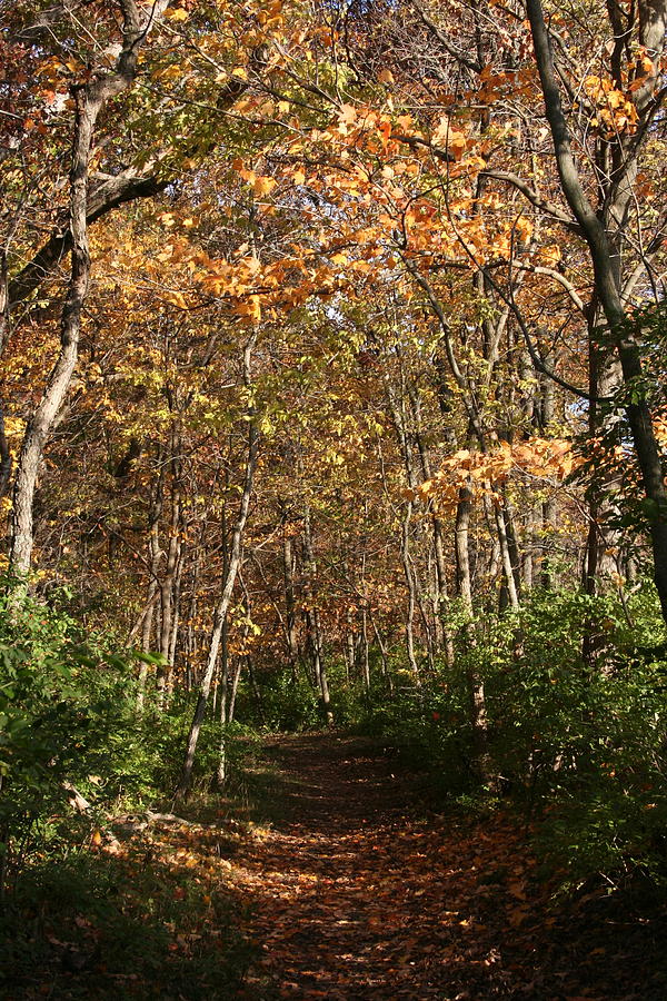 Merwin Falling Trail by Dylan Punke Merwin Falling Trail by Dylan Punke