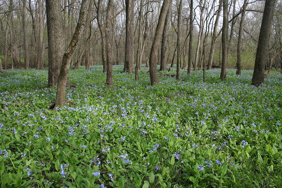 Merwin Lowland Bluebells II by Dylan Punke Merwin Lowland Bluebells II by Dylan Punke