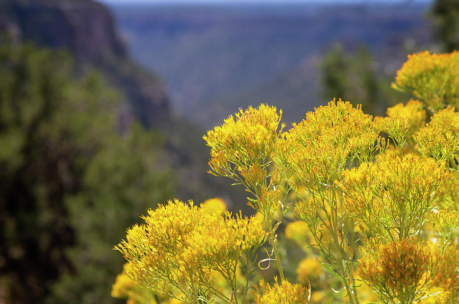 Nature Photograph - Mesa Verde National Park Colorado 7 by Ricky Barnard
