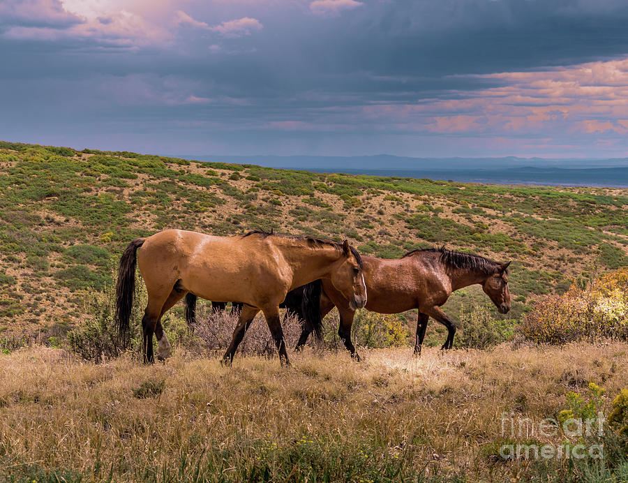 Mesa Verde Wild Horses #3 Photograph by Blake Webster