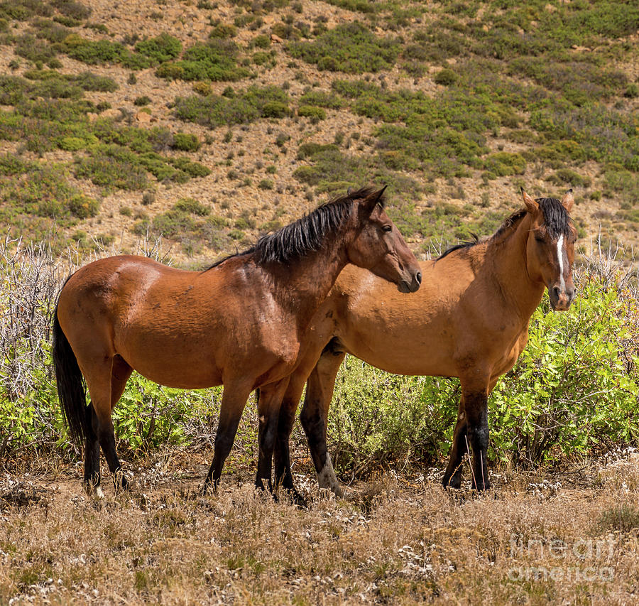 Mesa Verde Wild Horses Photograph by Blake Webster
