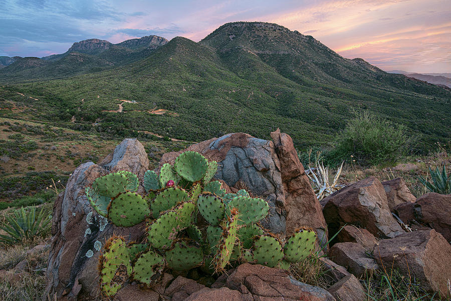 Mescal Mountain Prickly Pear Sunset Photograph by Dave Dilli