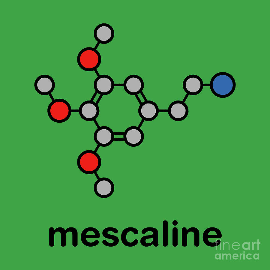 Ring Photograph - Mescaline Peyote Cactus Psychedelic Molecule by Molekuul/science Photo Library