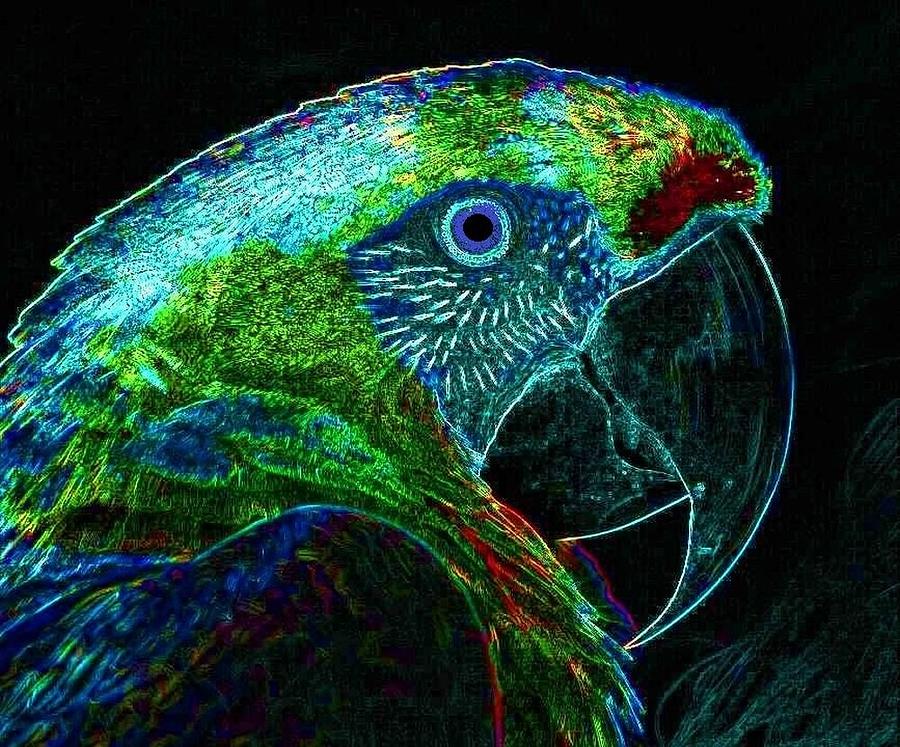 Mesmerized Macaw Digital Art by Mark Hart