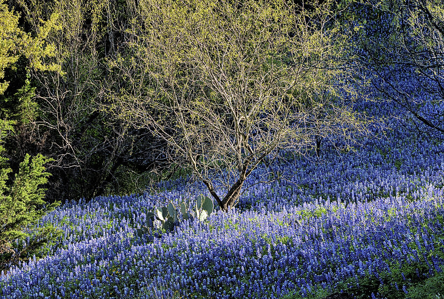 Mesquite and Bluebonnet Photograph by JC Findley