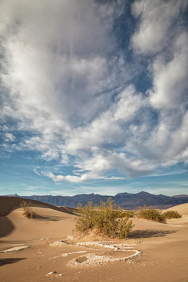 Mesquite Dunes Photograph by Alice Cahill