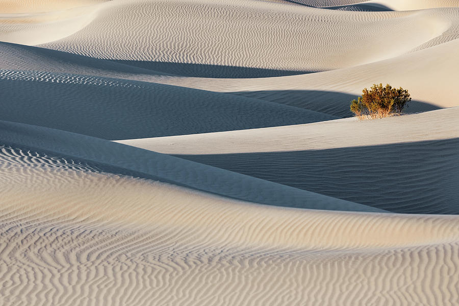 Mesquite Dunes, Death Valley Photograph by Chris Moore - Exploring Light Photography