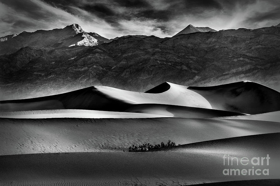 Mesquite Dunes in Black and White Photograph by Mimi Ditchie