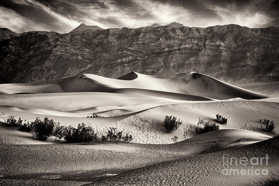 Mesquite Dunes In Sepia Photograph by Mimi Ditchie
