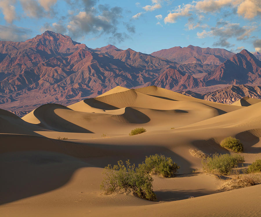 Mesquite Flat Sand Dunes, Death Valley National Park, California Photograph by Tim Fitzharris