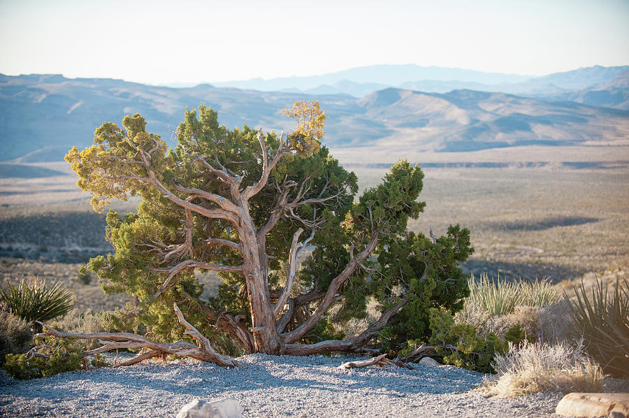 Mesquite in Nevada Desert Photograph by Mark Duehmig