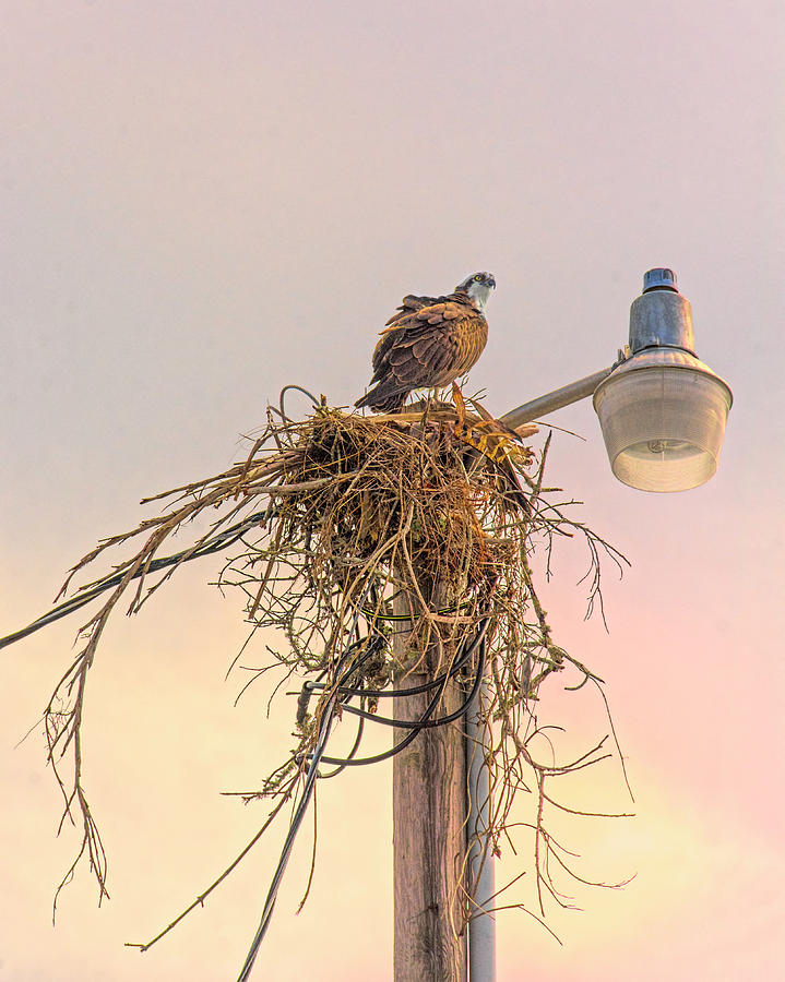Messy Nest Keeping - Osprey Photograph by Mitch Spence