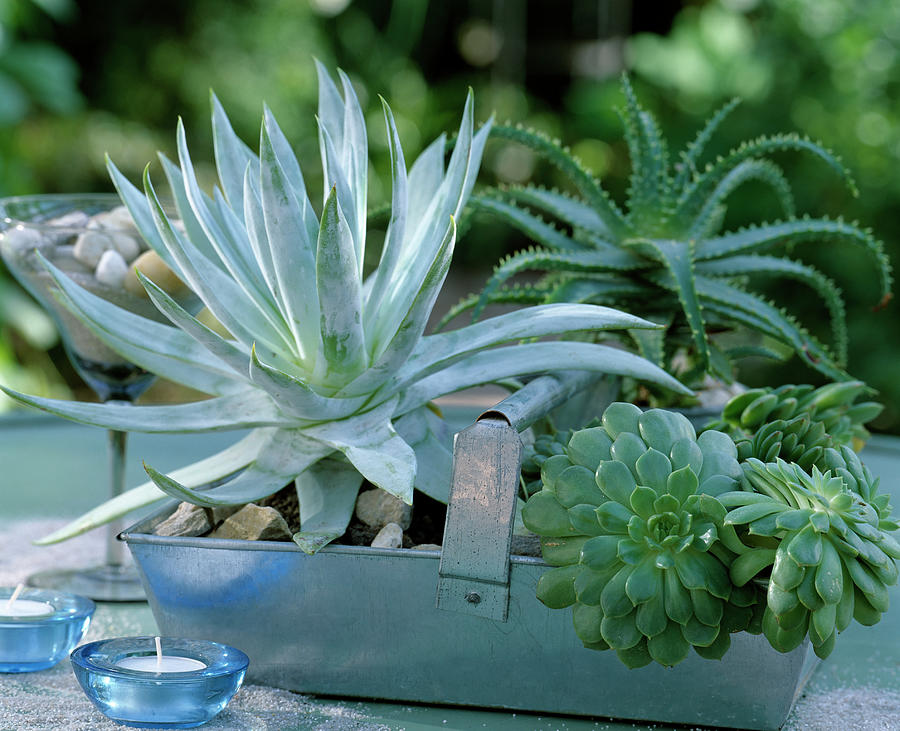 Metal Basket Planted With Succulents, Aeonium, Agave Filifera Photograph by Friedrich Strauss