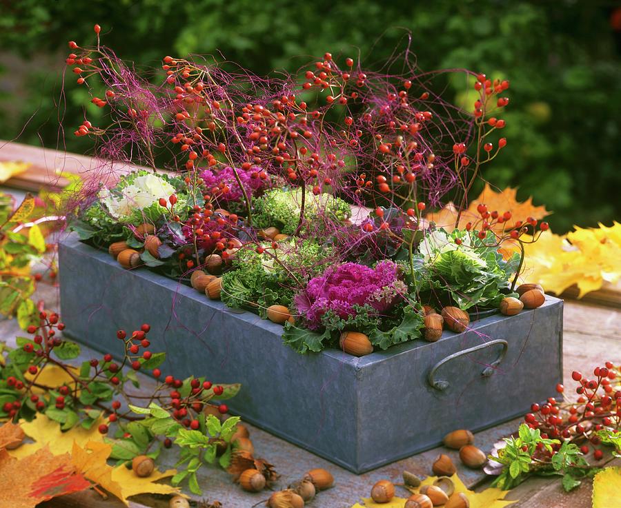 Metal Box With Ornamental Cabbage, Rose Hips, Hazelnuts & Sisal Photograph by Friedrich Strauss