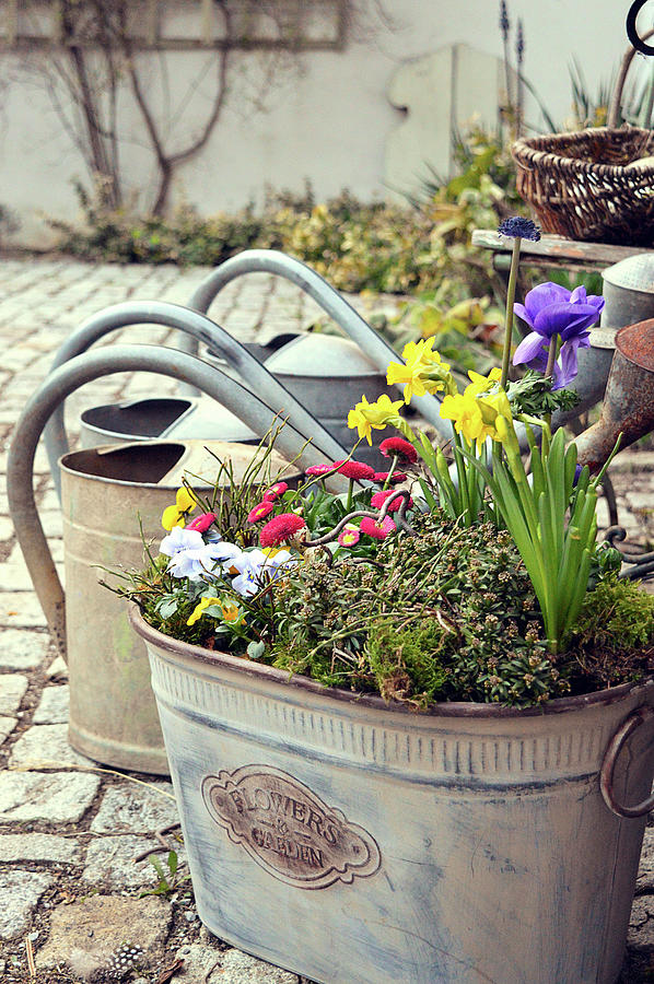 Metal Bucket Garden With Daffodils, Crown Anemones And Violets Photograph by Christin By Hof 9