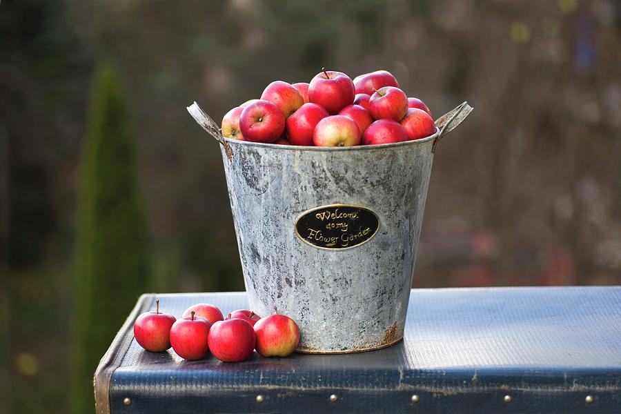 Metal Bucket Of Red Apples Photograph by Alicja Koll