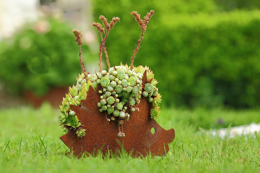 Metal Hedgehog Planted With Succulents On Lawn In Garden Photograph by Karlheinz Steinberger