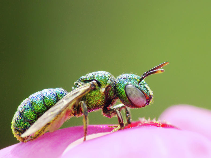 Metallic Green Bee Photograph by Adegsm
