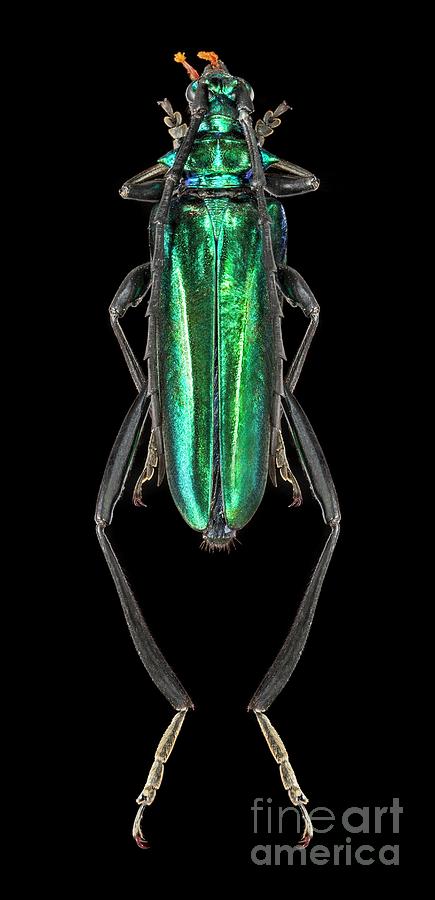 iridescent horned beetle