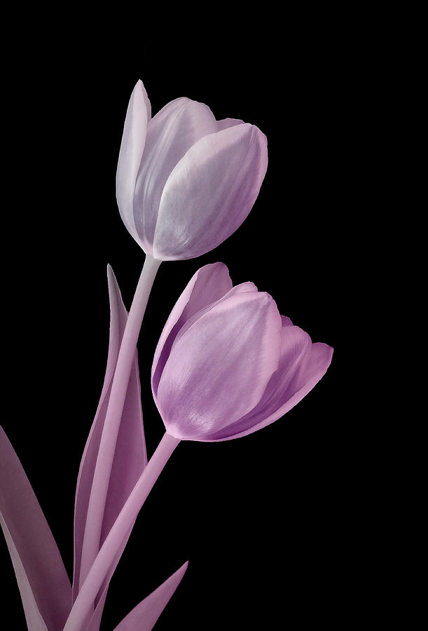 Metallic Pink Tulip Art Photograph by Johanna Hurmerinta