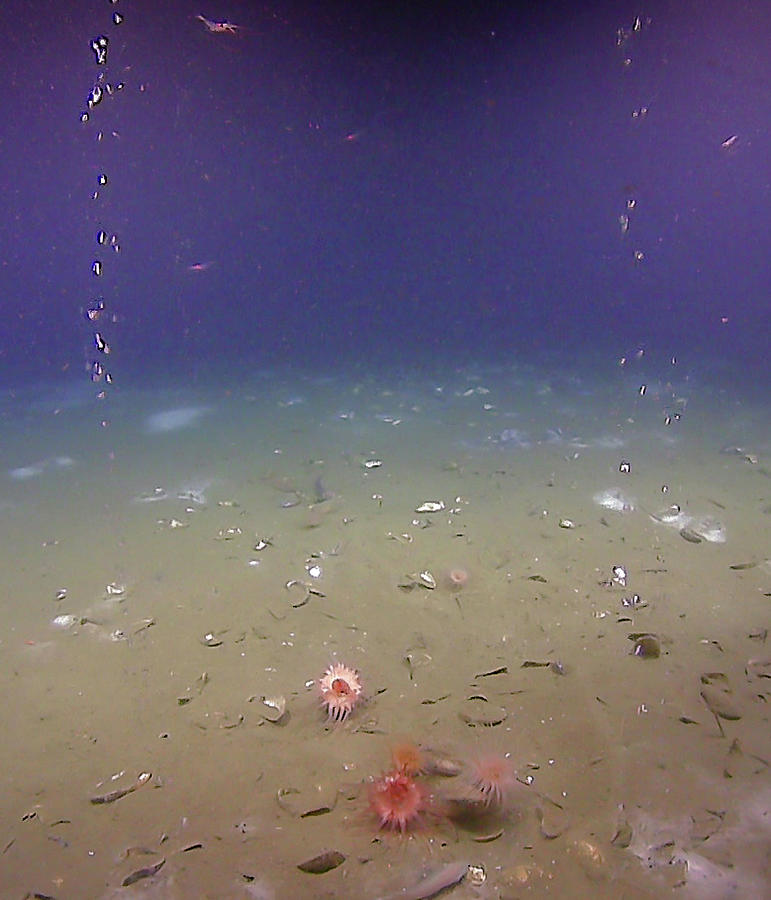 Methane Bubbles On The Sea Floor Photograph by Science Source