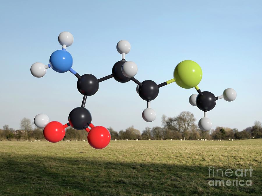 Methionine Molecule Photograph by Robert Brook/science Photo Library