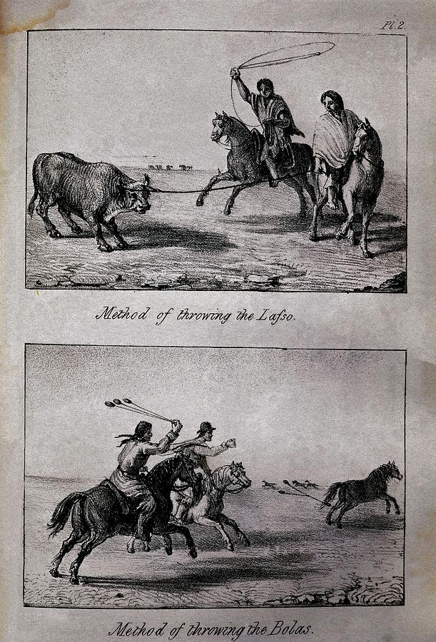 Methods of Throwing the Lasso and the Bolas, from 'Travels in Chile and La  Plata' - 1826. Drawing by Miers John - Pixels