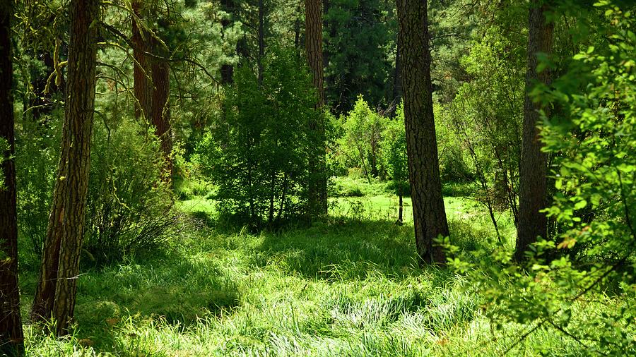 Metolius Meadow Photograph by Jerry Sodorff