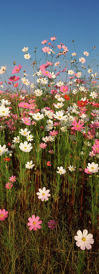 Mexican Asters Cosmos Bipinnatus Photograph by Panoramic Images