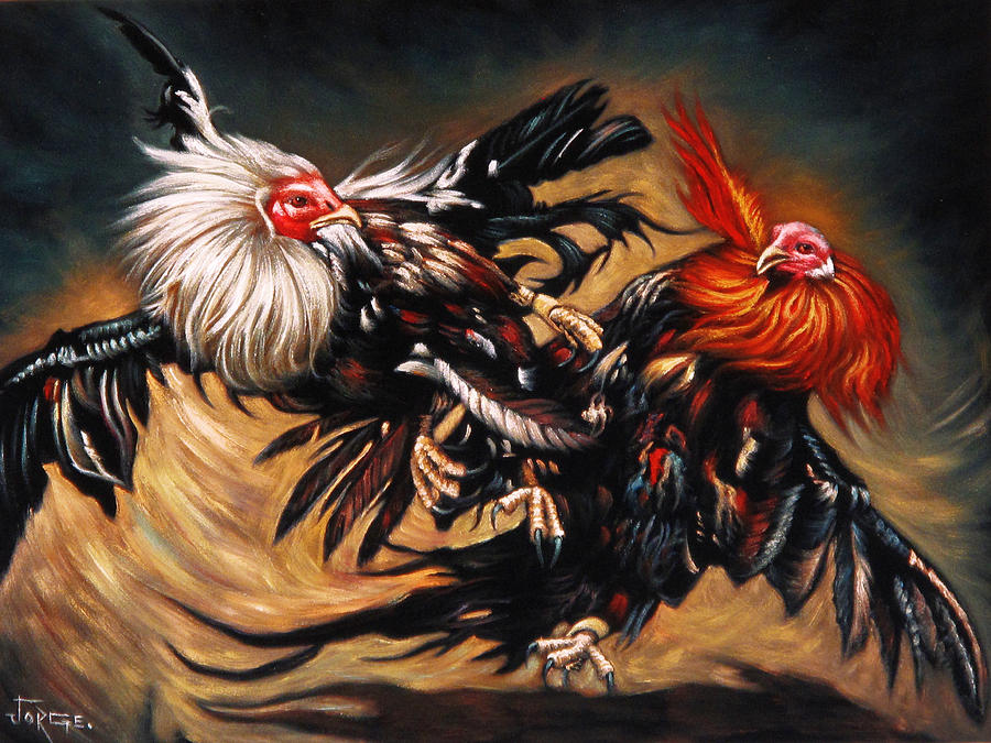 Mexican Cock fight rooster. 