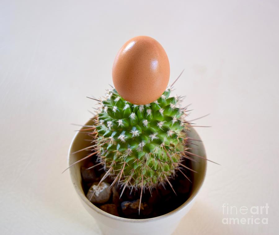 Mexican Easter. Smooth And Prickly Photograph