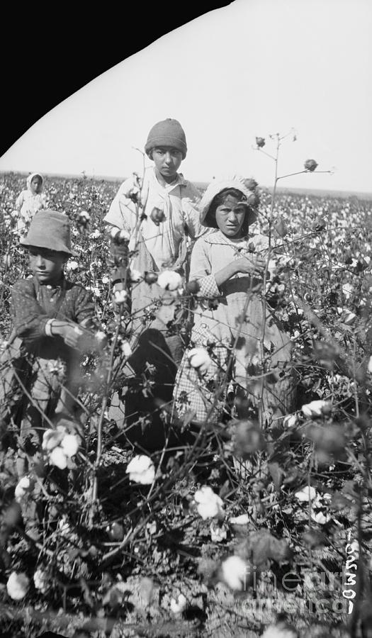 Mexican Field Laborers In Cotton Field Photograph by Bettmann
