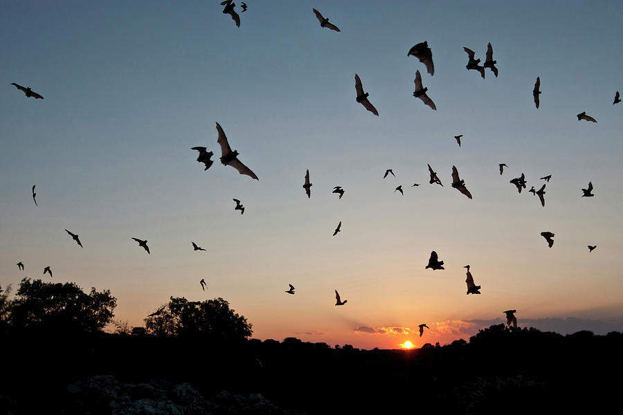 Animals In The Wild Photograph - Mexican Free-tailed Bats Tadarida by Danita Delimont Animals In The Wild Photograph - Mexican Free-tailed Bats Tadarida by Danita Delimont
