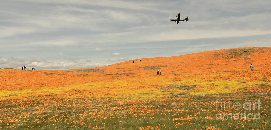 Mexican Gold Poppies Photograph by Wayne  Johnson