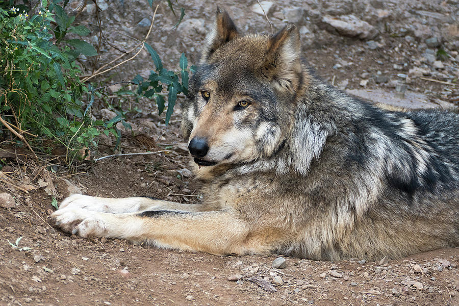 Mexican Gray Wolf Photograph by Laurel Powell