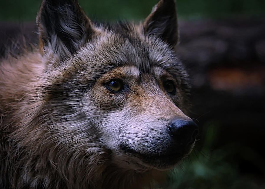 Mexican Grey Wolf A Photograph