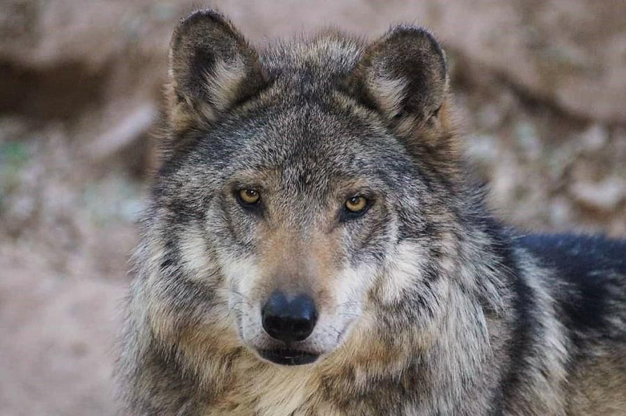 Mexican Grey Wolf Photograph by Dennis Boyd - Pixels