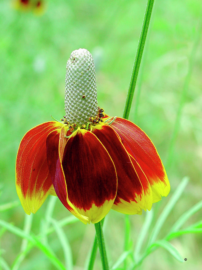 Nature Photograph - Mexican Hat Coneflower by Audrey