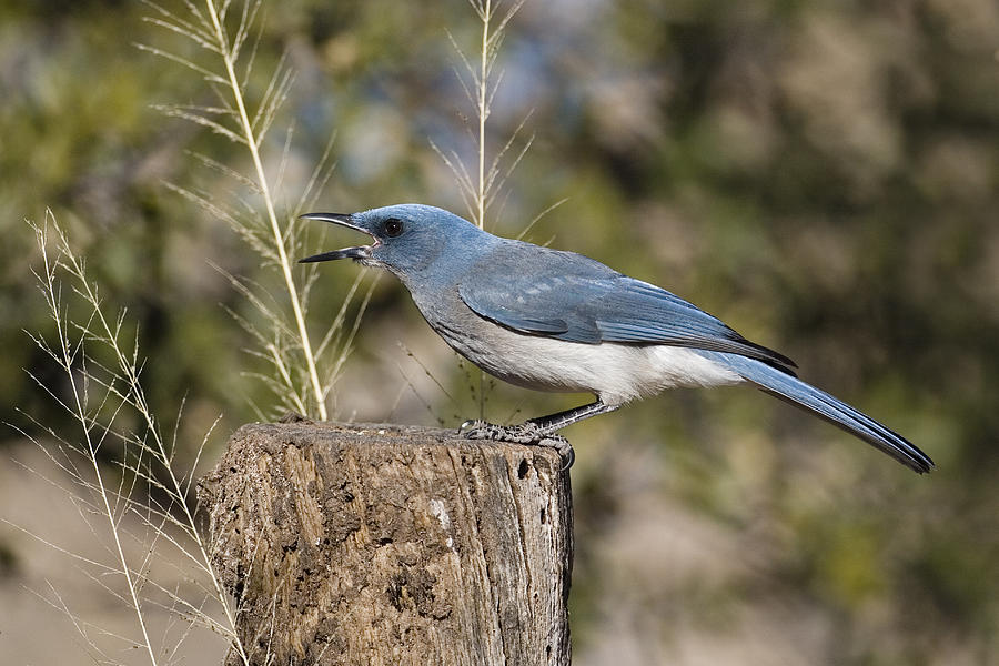 Mexican Jay Photograph by James Zipp - Fine Art America