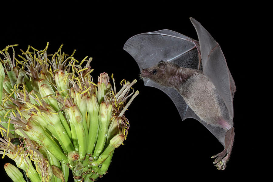 mexican-long-nosed-bat-4-photograph-by-mike-timmons-fine-art-america