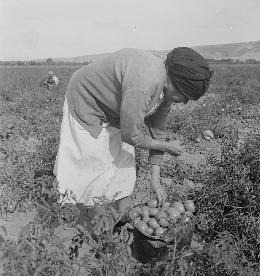 Farm Photograph - Mexican Migrant Woman Harvesting Tomatoes In California, 1938 by Dorothea Lange