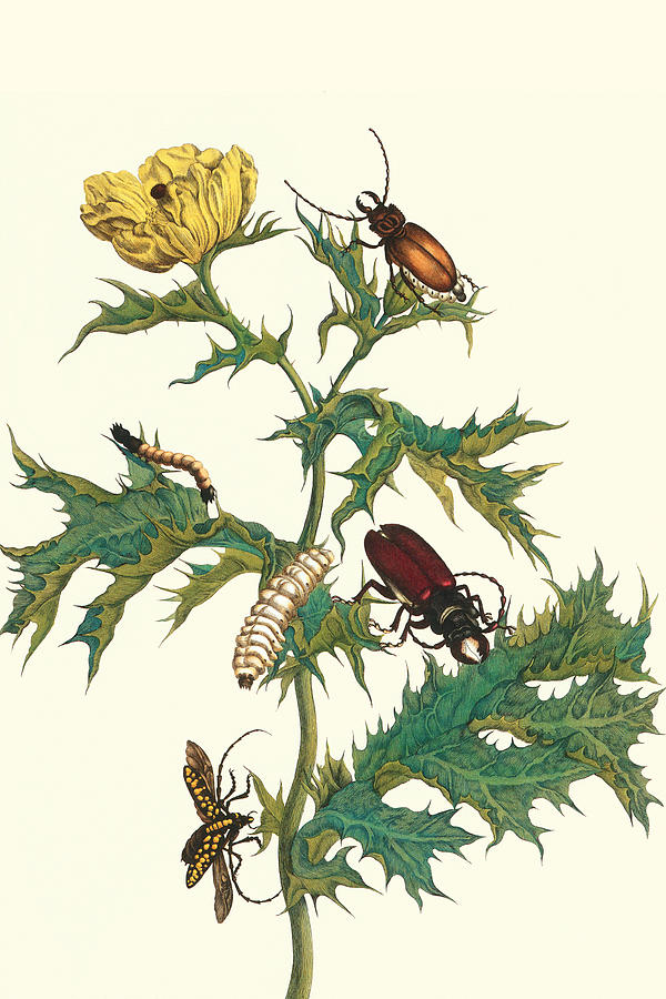 Mexican Prickly Poppy a Longhorned beetle & an Elateridae beetle larva Painting by Maria Sibylla Merian
